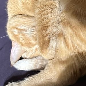 Meet your Posher, Angel